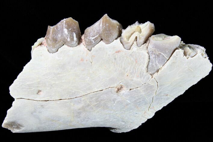 Oreodont Jaw Section With Teeth - South Dakota #81960